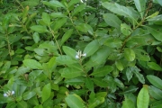 <strong>Acanthus ilicifolius - Ramon, Laurence - 52</strong><br />© Ramon, Laurence